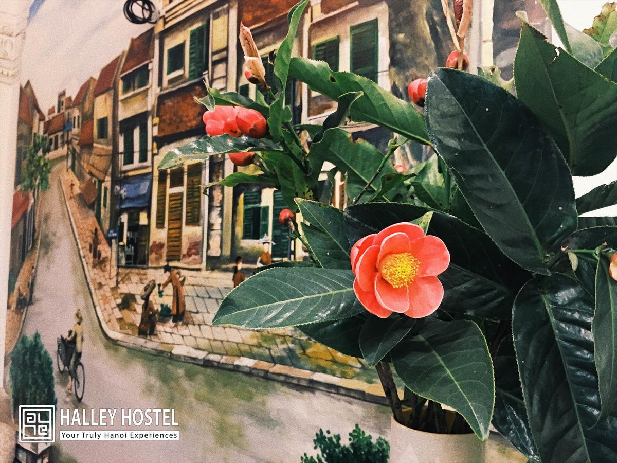 Halley Hostel ハノイ市 エクステリア 写真